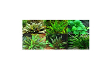 Cryptocoryne + anubia