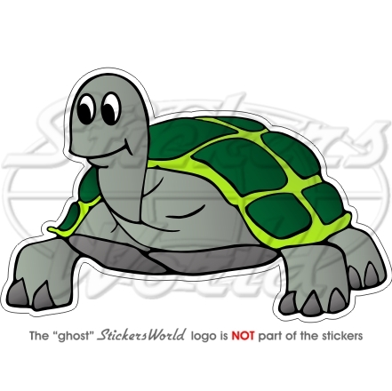 Tortue tortoise - tortoise,