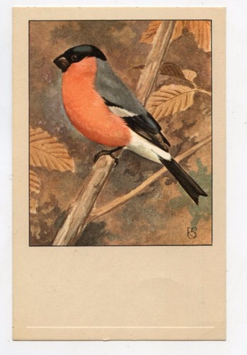 Oiseaux bouvreuil ordinaire - .bouvreuil,