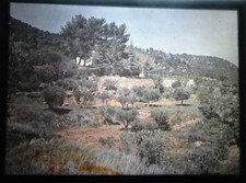 AUTOCHROME - Paysage du sud de la France  - vers 1915 