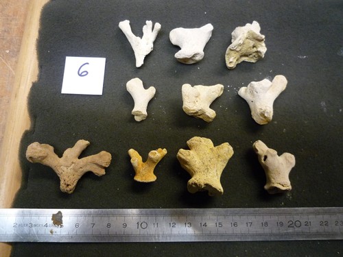 Coraux corail b lobopsammia - corail, b-lobopsammia