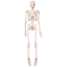 45CM Human Anatomy Anatomy Model Skeleton Medical Poster Learn Aid 5225