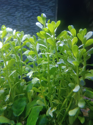 Lot plantes aquarium - -, 100
