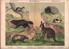 1886 Belle lithographie