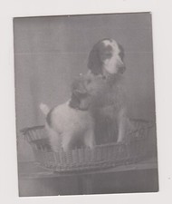 Photo two dogs in a basket dogs