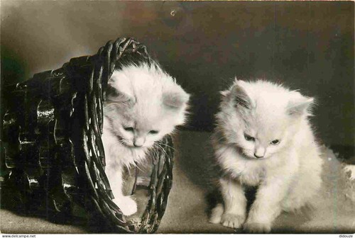 Carte postale animaux - carte,