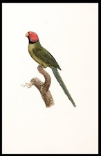 Jacques BARRABAND / La Perruche á collier noir Blossom-headed Parakeet 1801