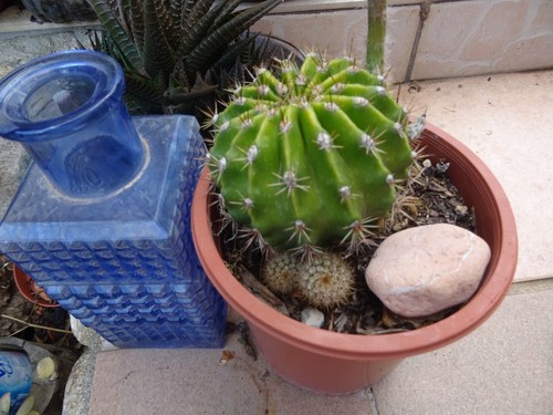 Lot cacté et plantes - ==cacté,