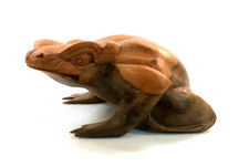 Belle Grenouille ou crapaud