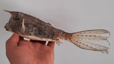 curiosité , taxidermie 