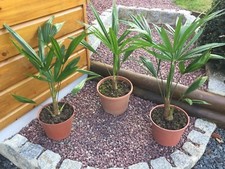 2 Palmiers Trachycarpus 30/35 Cm