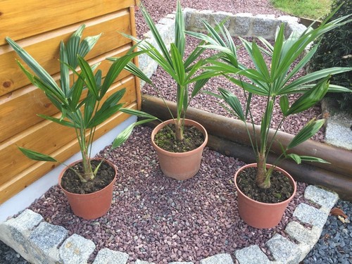 Palmiers trachycarpus - palmiers,