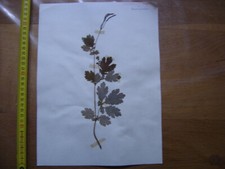 Annees 50 PLANCHE d'HERBIER du Gard Herbarium Planche Naturelle 53