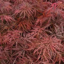 Acer palmatum dissectum