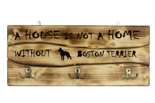 Boston terrier bull - boston,