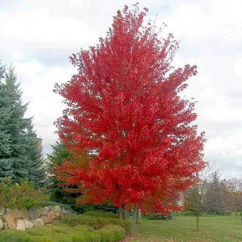 Acer freemanii jeffersred - acer, 'jeffersred'