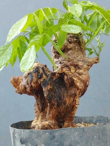 Bonsaï glycine cm en - 30, 15
