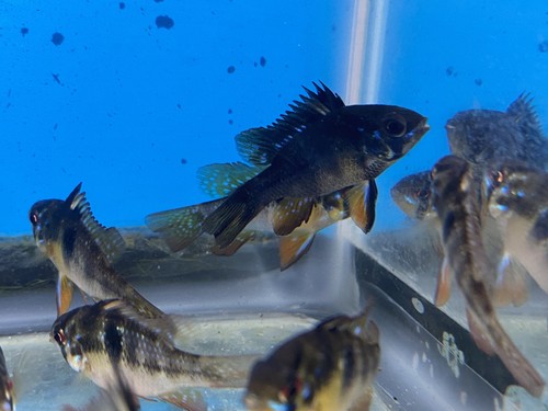 Beautiful black ram cichlid - 10,