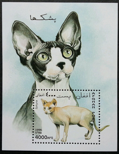 Afghanistan 1996 sphynx cat - 1996,