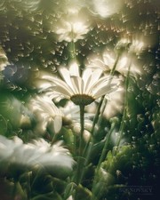 Helios 44M f,2 Lens Petzval Modification Dreamy Swirly Bokeh Angel Wing M42