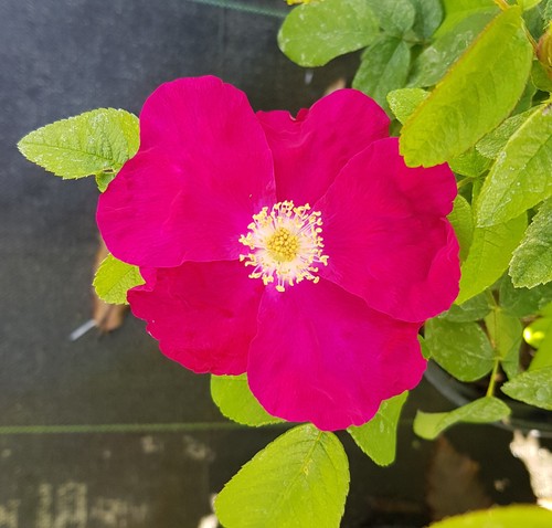Rosa rugosa carmen rosier - rugosa,