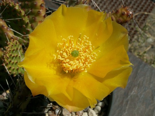 Opuntia humifusa wibke - opuntia, 'wibke'