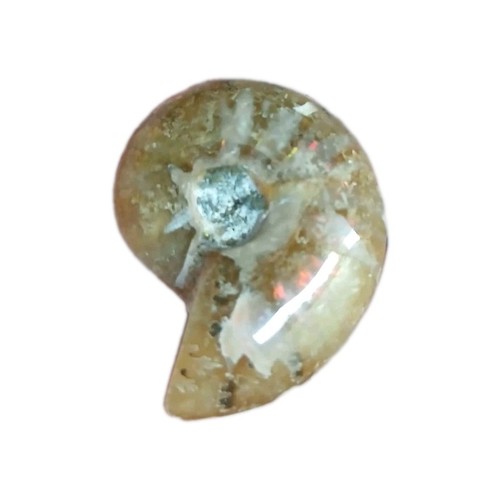 Ammonite fougère polie - , 11,12