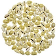 Coquillages cypraea monetaria