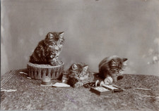 Coath, Bobines et chatons