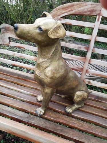 Chien jack russel terrier - chien,