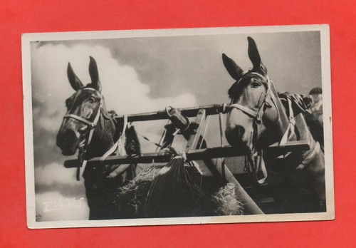 Chevaux trait - trait,