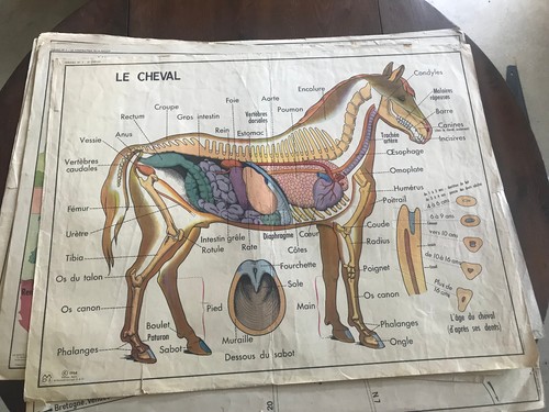 Ancienne affiche scolaire - affiche,