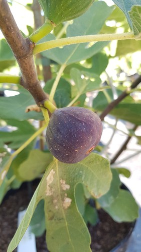 Ficus carica castle kennedy - 'castle, kennedy'