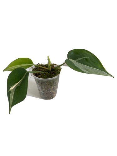 Philodendron rio - philodendron,