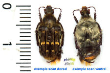 Ketoniidae - CHROMOPTILIA DIVERSIPES - Entomology. insect 1586G