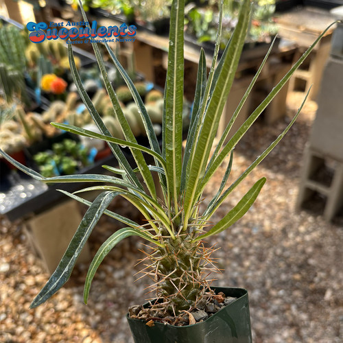 Pachypodium geayi live - -,