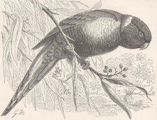 BIRDS. Swainson's loriquet 1895 old antique vintage print picture