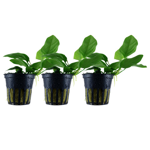 Plante aquarium pièces - plante, 3