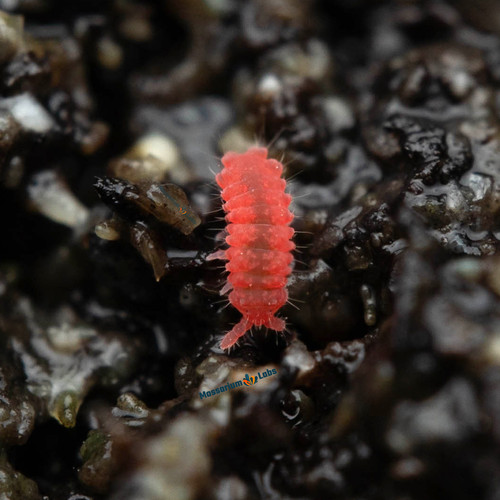 Thai red springtail - 35+,