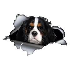 Autocollant Cavalier King