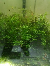 MOUSSE DE JAVA TAXIPHYLLUM