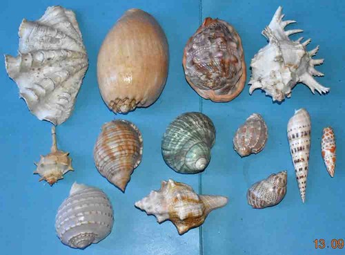 Coquillages superbe - ,