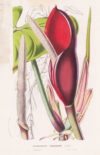 Philodendron erubescens - philodendron,