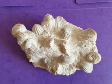 Banc Colonie de fossiles de