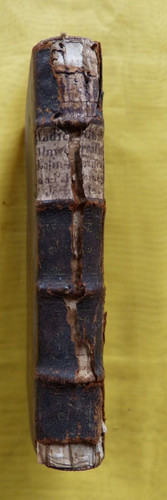 Pomey pernes indiculus - pomey,