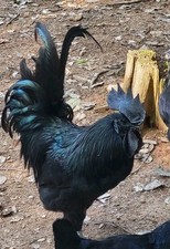 Ayam Cemani 12 Hatching Eggs