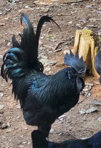 Ayam cemani hatching - hatching, eggs