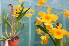 Dendrobium chrysotoxum