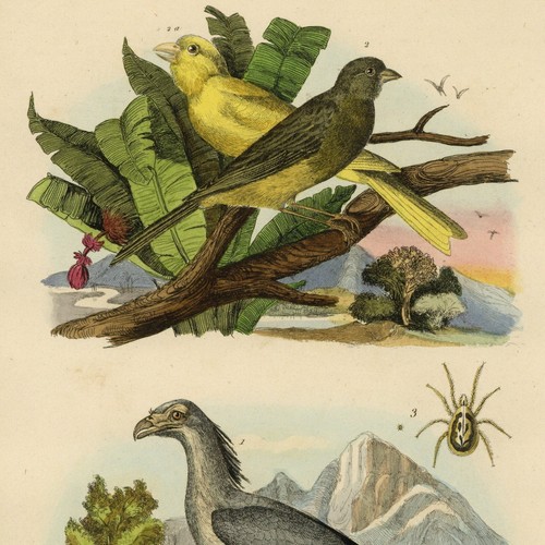 Histoire naturelle oiseau - histoire,