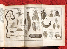 Théologie des INSECTES ou